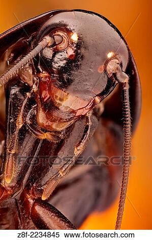 Blatta orientalis, also known as black beetle or oriental cockroach; before was very common in Spain but is being displaced by the stronger Periplaneta americana (American cockroach). View Large Photo Image Stock Photography - Blatta orientalis, also known as black beetle or oriental cockroach; before was very common in Spain but is being displaced by the stronger Periplaneta americana (American cockroach).. Fotosearch