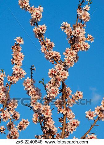Stock Photo - Blossomed almond tree branches at Santa Barbara village countryside. Montsia Region, Tarragona Province, Catalonia, Spain.. Fotosearch