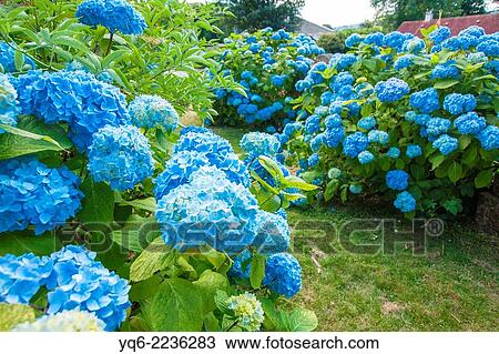 Blue hydrangea blossom. View Large Photo Image Stock Image - Blue hydrangea blossom.. Fotosearch