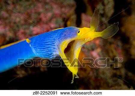 blue ribbon eel, Rhinomuraena quaesita, Lembeh Strait, North Sulawesi, Indoneisa. View Large Photo Image Stock Image - blue ribbon eel, Rhinomuraena quaesita, Lembeh Strait, North Sulawesi, Indoneisa.. Fotosearch