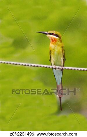 Blue-Tailed Bee-Eater. (Merops philippinus). Kerala Backwaters, India. View Large Photo Image Stock Photography - Blue-Tailed Bee-Eater. (Merops philippinus). Kerala Backwaters, India.. Fotosearch