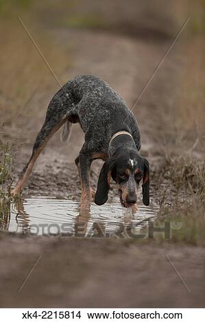Picture - Blue tick, hound, hunting dog, Pennsylvania, USA. Fotosearch