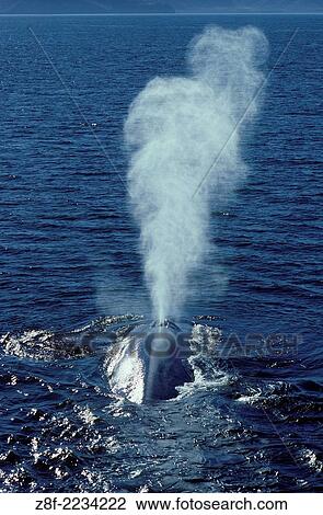 Blue whale. Balaenoptera musculus. Photographed in the Gulf of California (Sea of Cortez), Mexico. View Large Photo Image Stock Image - Blue whale. Balaenoptera musculus. Photographed in the Gulf of California (Sea of Cortez), Mexico.. Fotosearch