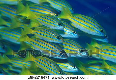 bluestripesnapper (Lutjanus kasmira) Tulamben, Bali, Indonesien. View Large Photo Image Stock Image - bluestripesnapper (Lutjanus kasmira) Tulamben, Bali, Indonesien.. Fotosearch