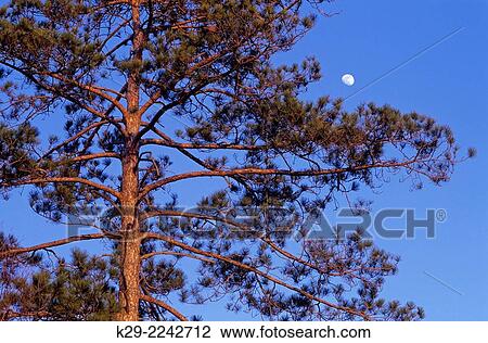 Stock Image - Bog laurel blooming in wetland, with birch trees, Greater Sudbury, Ontario, Canada.. Fotosearch