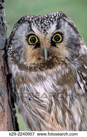 Boreal owl (Aegeolis funereus) Roosting in protection of red pine, Greater Sudbury, Ontario, Canada. View Large Photo Image Stock Photo - Boreal owl (Aegeolis funereus) Roosting in protection of red pine, Greater Sudbury, Ontario, Canada.. Fotosearch