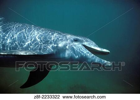 Bottlenose dolphin. Tursiops truncatus. Carribean. Off Roatan Island, Honduras, Central America. View Large Photo Image Stock Image - Bottlenose dolphin. Tursiops truncatus. Carribean. Off Roatan Island, Honduras, Central America.. Fotosearch