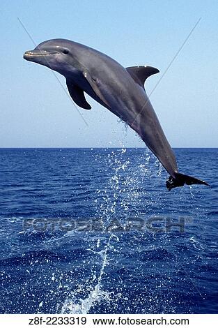 Bottlenose dolphin. Tursiops truncatus. Carribean. Off Roatan Island, Honduras, Central America. View Large Photo Image Stock Photo - Bottlenose dolphin. Tursiops truncatus. Carribean. Off Roatan Island, Honduras, Central America.. Fotosearch