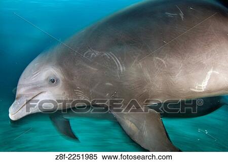 Stock Photography - bottlenose dolphin (tursiops truncatus) captive, Cozumel Mexico.. Fotosearch