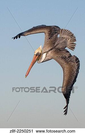 Stock Image - Brown Pelican in breeding colors dives for fish. (Pelecanus occidentalis). Bolsa Chica Wetlands, California.. Fotosearch