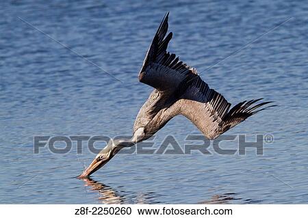 Brown Pelican in breeding colors hits the water as it dives for fish. (Pelecanus occidentalis). Bolas Chica Wetlands, California. View Large Photo Image Stock Image - Brown Pelican in breeding colors hits the water as it dives for fish. (Pelecanus occidentalis). Bolas Chica Wetlands, California.. Fotosearch