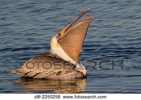 Brown Pelican in breeding colors swallows fish in its pouch. (Pelecanus occidentalis). Bolas Chica Wetlands, California. View Large Photo Image Stock Photo - Brown Pelican in breeding colors swallows fish in its pouch. (Pelecanus occidentalis). Bolas Chica Wetlands, California.. Fotosearch