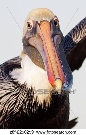 Brown Pelican in breeding colors -closeup. (Pelecanus occidentalis). Bolas Chica Wetlands, California. View Large Photo Image Stock Photo - Brown Pelican in breeding colors -closeup. (Pelecanus occidentalis). Bolas Chica Wetlands, California.. Fotosearch