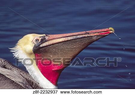 Brown Pelican in full breeding colors with a pouch full of fish. (Pelecanus occidentalis). Bolsa Chica Wetlands, California. View Large Photo Image Stock Photo - Brown Pelican in full breeding colors with a pouch full of fish. (Pelecanus occidentalis). Bolsa Chica Wetlands, California.. Fotosearch