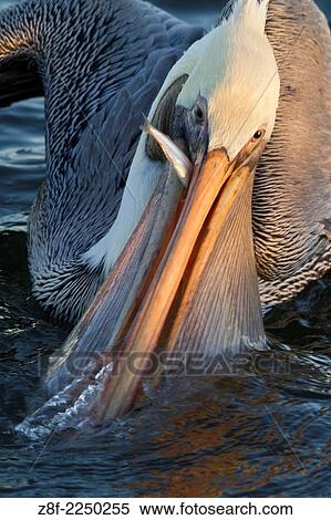 Brown Pelican with fish in it´s bill and it´s pouch full of water-closeup. (Pelecanus occidentalis). Bolas Chica Wetlands, California. View Large Photo Image Stock Photography - Brown Pelican with fish in it´s bill and it´s pouch full of water-closeup. (Pelecanus occidentalis). Bolas Chica Wetlands, California.. Fotosearch