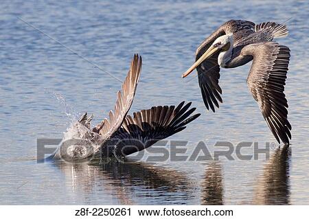 Brown Pelicans dive for fish. (Pelecanus occidentalis). Bolas Chica Wetlands, California. View Large Photo Image Stock Image - Brown Pelicans dive for fish. (Pelecanus occidentalis). Bolas Chica Wetlands, California.. Fotosearch