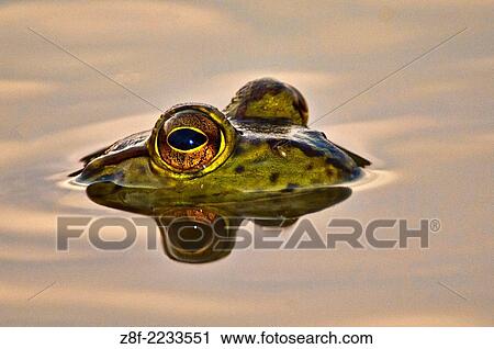 Bullfrog reflected in water. View Large Photo Image Stock Image - Bullfrog reflected in water.. Fotosearch
