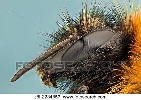 Stock Photo - Bumble bees are social insects that are characterised by black and yellow body hairs, often in bands. However, some species have orange or red on their bodies, or may be entirely black.. Fotosearch