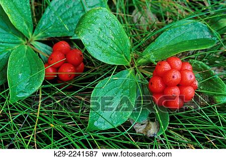 Stock Photo - Bunchberry (Cornus canadensis), Pukaskwa National Park, Ontario, Canada.. Fotosearch