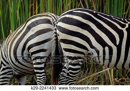 Burchell’s or Common zebra (Equus burchelli), Maasai Mara National Reserve, Rift Valley, Kenya. View Large Photo Image Stock Image - Burchell’s or Common zebra (Equus burchelli), Maasai Mara National Reserve, Rift Valley, Kenya.. Fotosearch