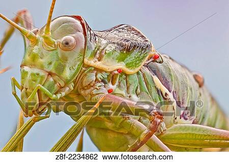 Bush crickets have very small wings, the pronotum resembles a saddle. The atrophied wings of Ephippiger species are unfit to flight and only used for the emission of sounds. This one has some parasitic mites on it. View Large Photo Image Stock Image - Bush crickets have very small wings, the pronotum resembles a saddle. The atrophied wings of Ephippiger species are unfit to flight and only used for the emission of sounds. This one has some parasitic mites on it.. Fotosearch