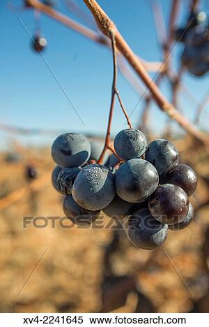 Calatayud vineyard winter scenic area. Aragon, Spain. View Large Photo Image Stock Photography - Calatayud vineyard winter scenic area. Aragon, Spain.. Fotosearch