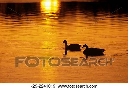 Stock Photo - Canada goose (Branta canadensis) on open water during spring break-up, Greater Sudbury, Ontario, Canada.. Fotosearch