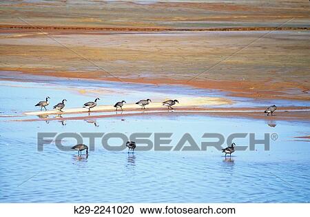 Stock Image - Canada goose (Branta canadensis) gathering in polluted mine tailings pond, Greater Sudbury, Ontario, Canada.. Fotosearch