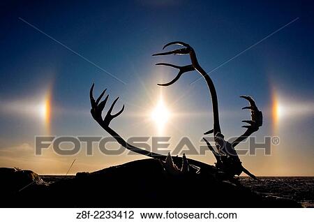 Caribou (Rangifer tarandus) antlers at sunrise on snowy Hudson Bay coast, Churchill, MB, Canada. View Large Photo Image Stock Image - Caribou (Rangifer tarandus) antlers at sunrise on snowy Hudson Bay coast, Churchill, MB, Canada.. Fotosearch