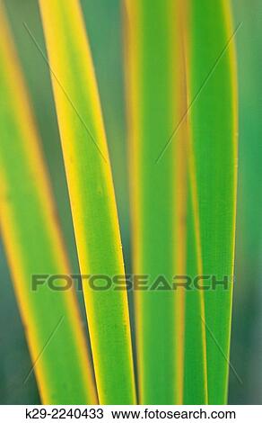 Cattails (Typha latifolia) Detail late summer, Greater Sudbury, Ontario, Canada. View Large Photo Image Stock Image - Cattails (Typha latifolia) Detail late summer, Greater Sudbury, Ontario, Canada.. Fotosearch
