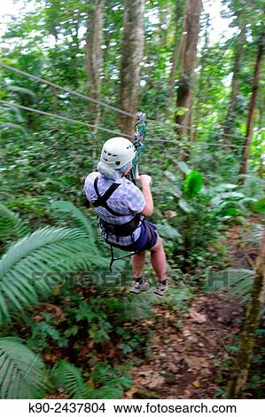 Picture - Caucasian woman gliding along a zip line in the rain forest of St Lucia while others are waiting on platform, Windward Islands, Lesser Antilles, Eastern Caribbean Islands, West Indies, Americas.. Fotosearch