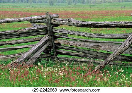 Cedar split-rail fence with prairie smoke flowers, near Sheguiandah, Manitoulin Island, Ontario, Canada. View Large Photo Image Stock Photo - Cedar split-rail fence with prairie smoke flowers, near Sheguiandah, Manitoulin Island, Ontario, Canada.. Fotosearch