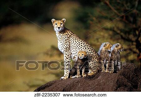 Cheetahs (Acinonyx Jubatus), Kenya. View Large Photo Image Stock Photo - Cheetahs (Acinonyx Jubatus), Kenya.. Fotosearch