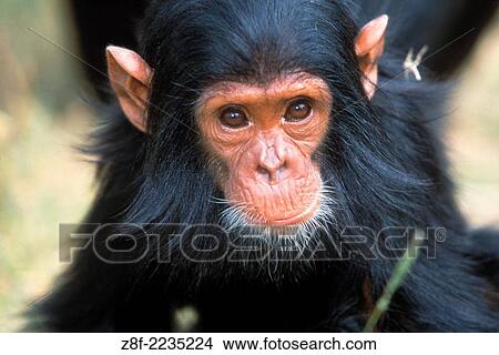 Chimpanzee, Tanzania. View Large Photo Image Picture - Chimpanzee, Tanzania.. Fotosearch