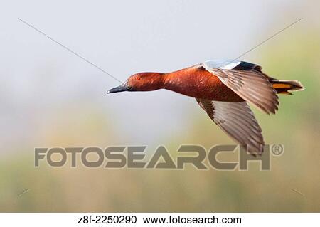 Cinnamon Teal Duck male in flight. (Anas cyanoptera). San Joaquin Reserve, California. View Large Photo Image Stock Image - Cinnamon Teal Duck male in flight. (Anas cyanoptera). San Joaquin Reserve, California.. Fotosearch