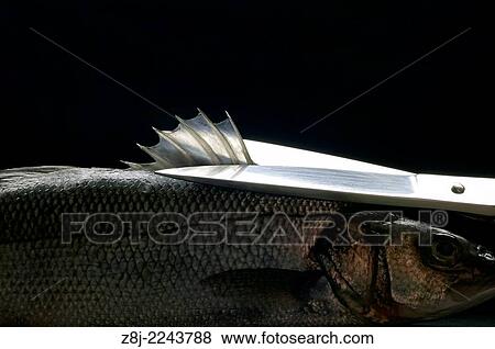 cleaning fish. View Large Photo Image Stock Photo - cleaning fish.. Fotosearch