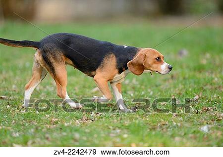 Close-up of a beagle dog in walking a garden in spring. View Large Photo Image Stock Photo - Close-up of a beagle dog in walking a garden in spring.. Fotosearch