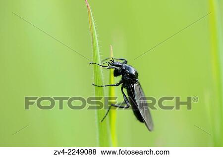 Stock Photo - Close-up of a beetle (Coleoptera) in a meadow in spring.. Fotosearch