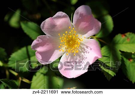 Close-up of a dog rose (Rosa canina) blossom in spring. View Large Photo Image Stock Image - Close-up of a dog rose (Rosa canina) blossom in spring.. Fotosearch