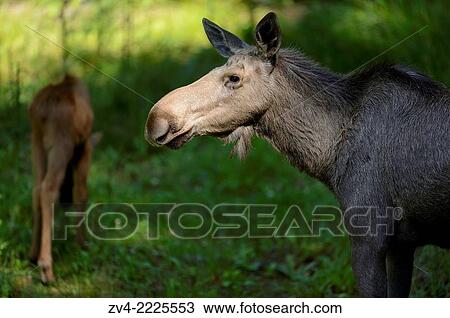 Close-up of a Eurasian elk (Alces alces) mother with her youngster in a forest in early summer. View Large Photo Image Stock Image - Close-up of a Eurasian elk (Alces alces) mother with her youngster in a forest in early summer.. Fotosearch