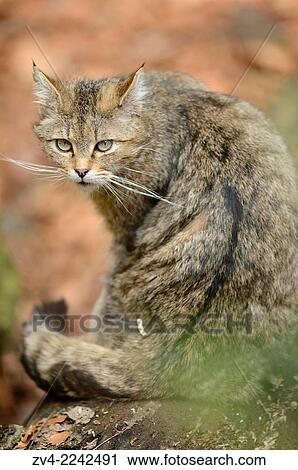 Close-up of a European wildcat (Felis silvestris silvestris) in a forest in spring. View Large Photo Image Stock Image - Close-up of a European wildcat (Felis silvestris silvestris) in a forest in spring.. Fotosearch