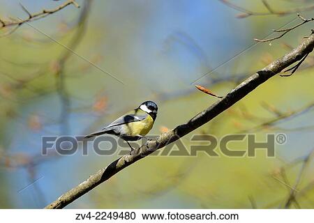 Close-up of a Great Tit (Parus major) in a forest in spring. View Large Photo Image Stock Image - Close-up of a Great Tit (Parus major) in a forest in spring.. Fotosearch