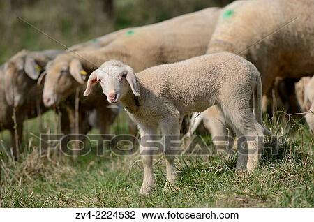 Close-up of a sheep (Ovis aries) lamb in a fruit grove in spring. View Large Photo Image Stock Image - Close-up of a sheep (Ovis aries) lamb in a fruit grove in spring.. Fotosearch