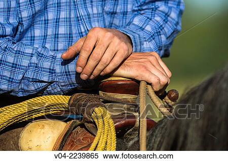 Stock Photography - Close up of a wrangler´s (cowboy) hands on horse, California, USA. Fotosearch