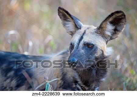 Close-up of African wild dog (Lycaon pictus) at the Sabi Sands Game Reserve adjacent to the Kruger National Park in South Africa. View Large Photo Image Stock Photo - Close-up of African wild dog (Lycaon pictus) at the Sabi Sands Game Reserve adjacent to the Kruger National Park in South Africa.. Fotosearch