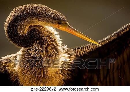 Stock Image - Close-up of an anhinga drying its wings. Backlit portrait.. Fotosearch