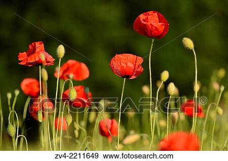 Close-up of Corn poppies (Papaver rhoeas) in a corn field in summer. View Large Photo Image Stock Photo - Close-up of Corn poppies (Papaver rhoeas) in a corn field in summer.. Fotosearch