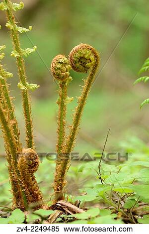 Close-up of male fern (Dryopteris filix-mas) in a forest in spring. View Large Photo Image Stock Photography - Close-up of male fern (Dryopteris filix-mas) in a forest in spring.. Fotosearch