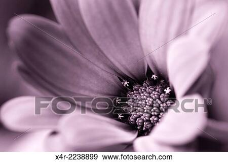 Stock Photo - Close-up of Osteospermum flower.. Fotosearch
