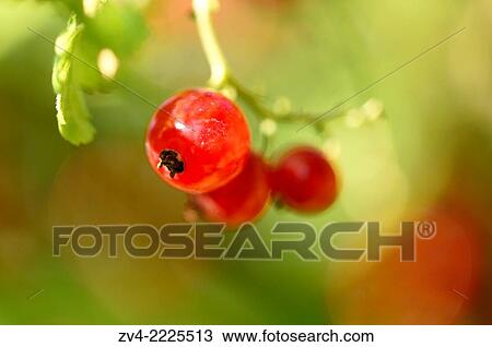 Close-up of red currant (Ribes rubrum) fruits in a garden in early summer. View Large Photo Image Stock Image - Close-up of red currant (Ribes rubrum) fruits in a garden in early summer.. Fotosearch